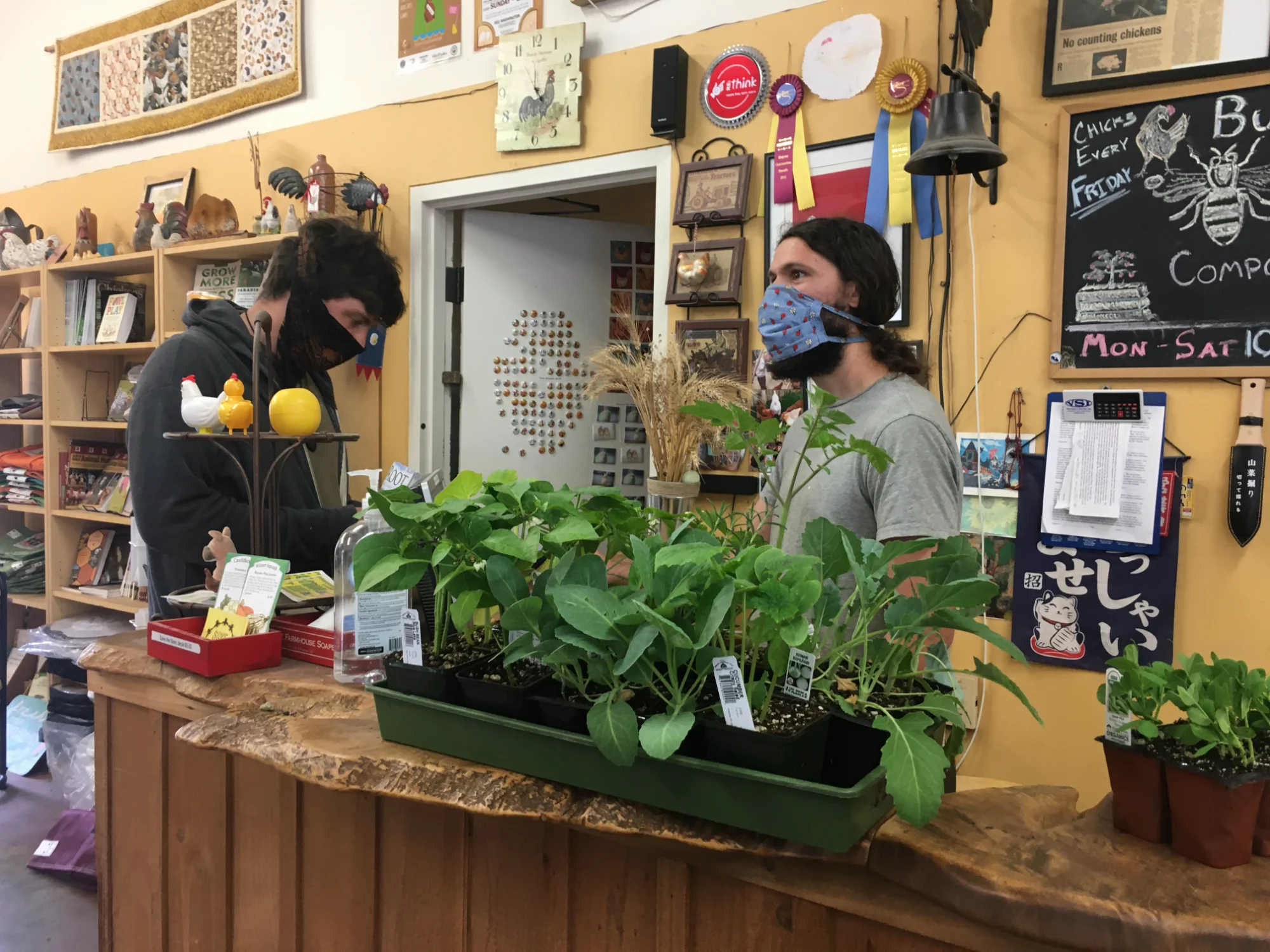 Preparing plants for community garden