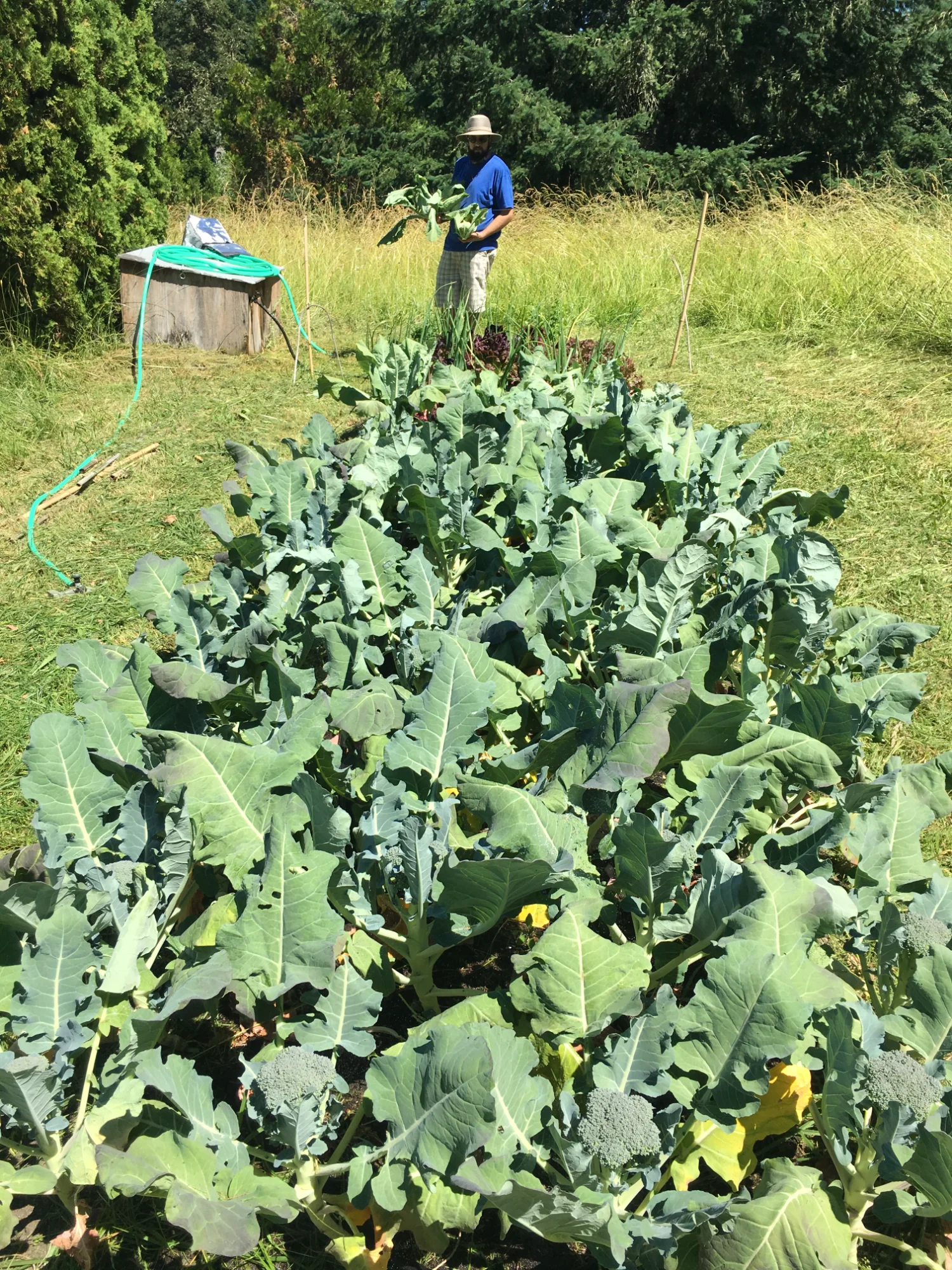 Team member with harvest