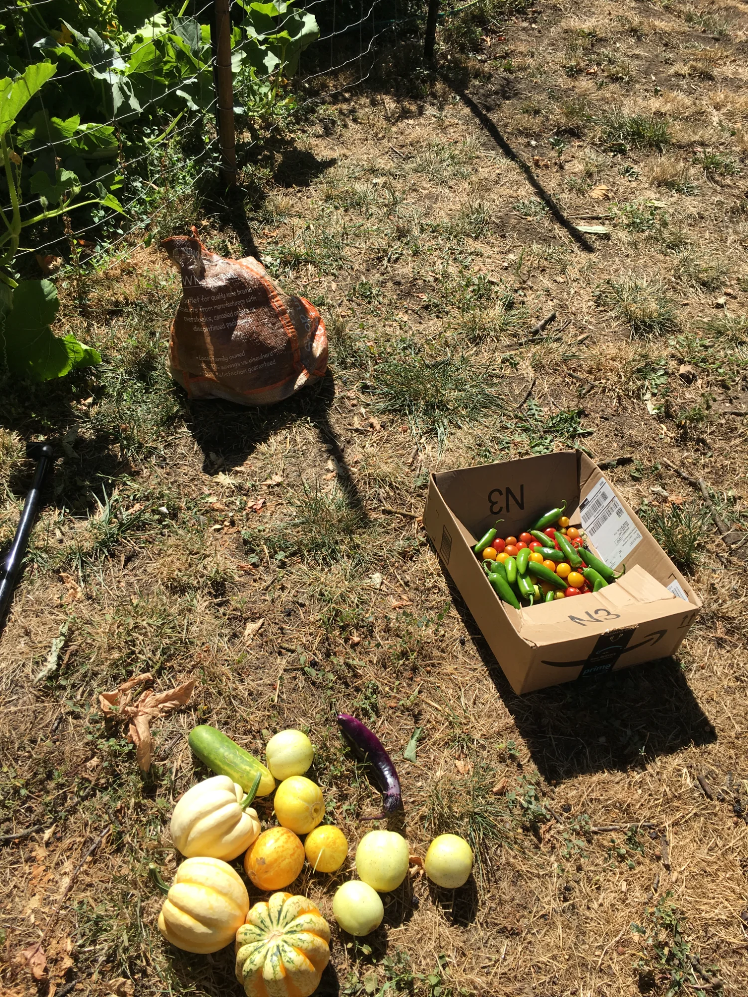 Garden harvest bounty